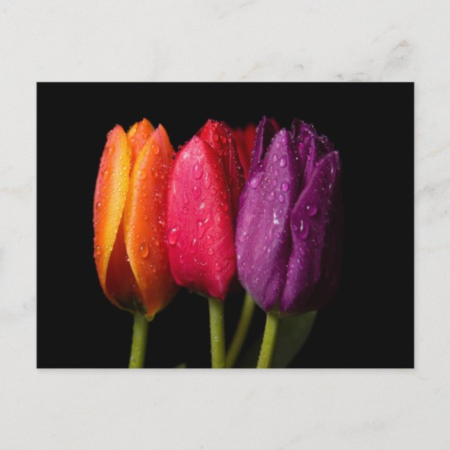 Carte Postale tulipes (Devant)