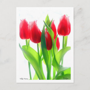 Carte Postale Tulipes