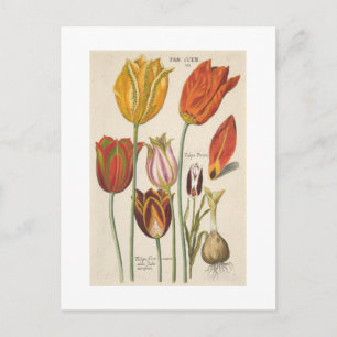 Carte Postale Tulipes