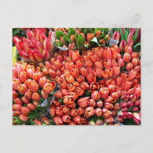 Carte Postale Tulipes