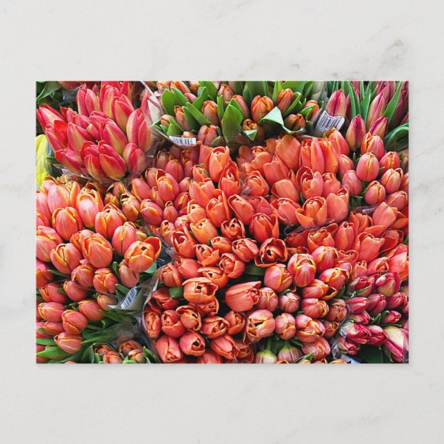 Carte Postale Tulipes (Devant)