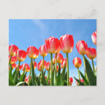 Tulipes