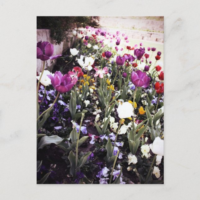 Carte Postale Tulipes (Devant)
