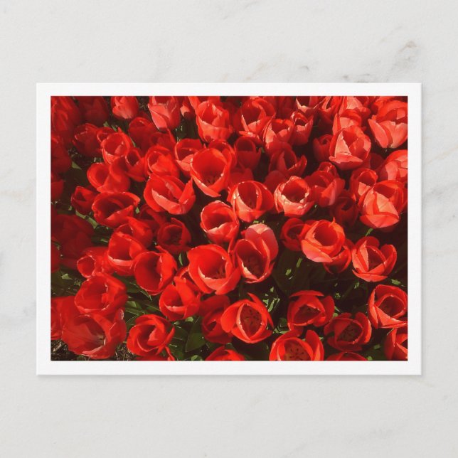 Carte Postale Tulipes (Devant)