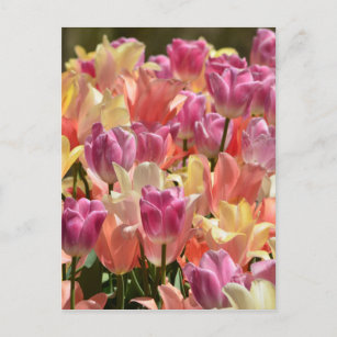 Carte Postale Tulipes #2