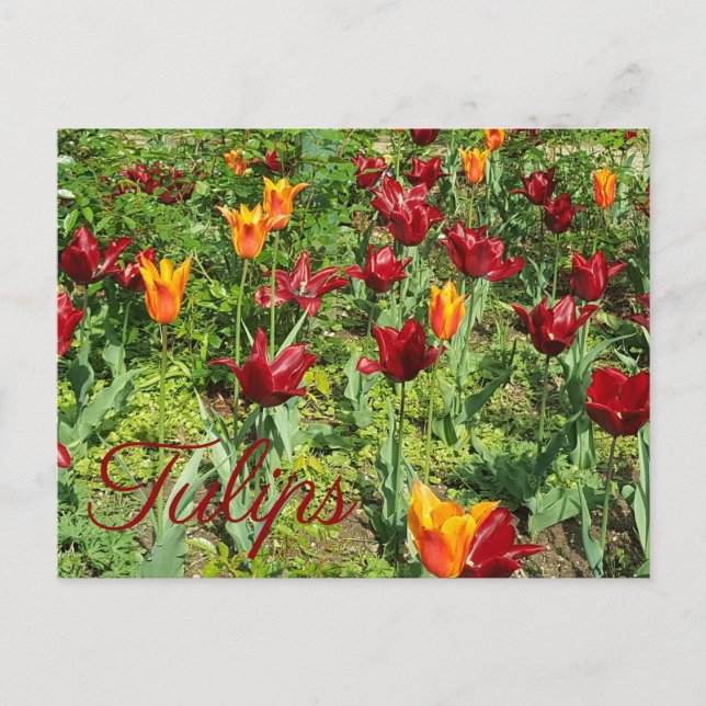 Carte Postale Tulipes à fleurs rouges et orange Photographie flo (Devant)