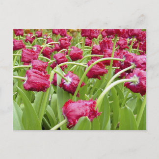 Carte Postale Tulipes à franges rouges