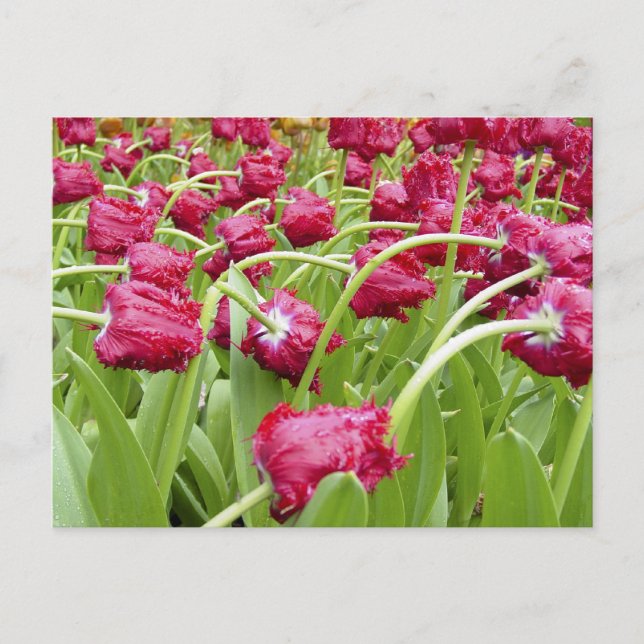Carte Postale Tulipes à franges rouges (Devant)