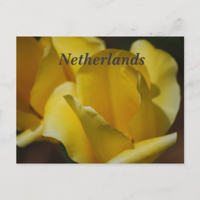 Carte Postale Tulipes à Pays-Bas (Devant)