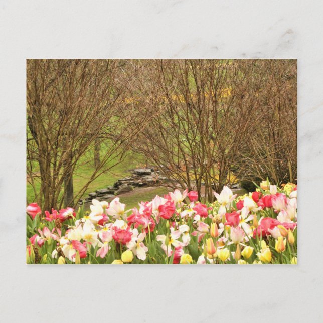 Carte Postale tulipes/arbres (Devant)