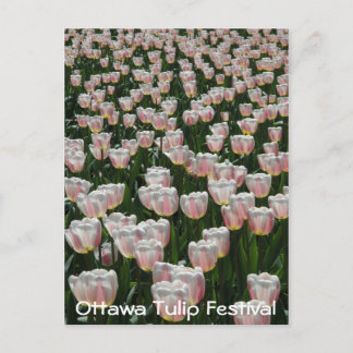 Carte Postale Tulipes argentées et roses