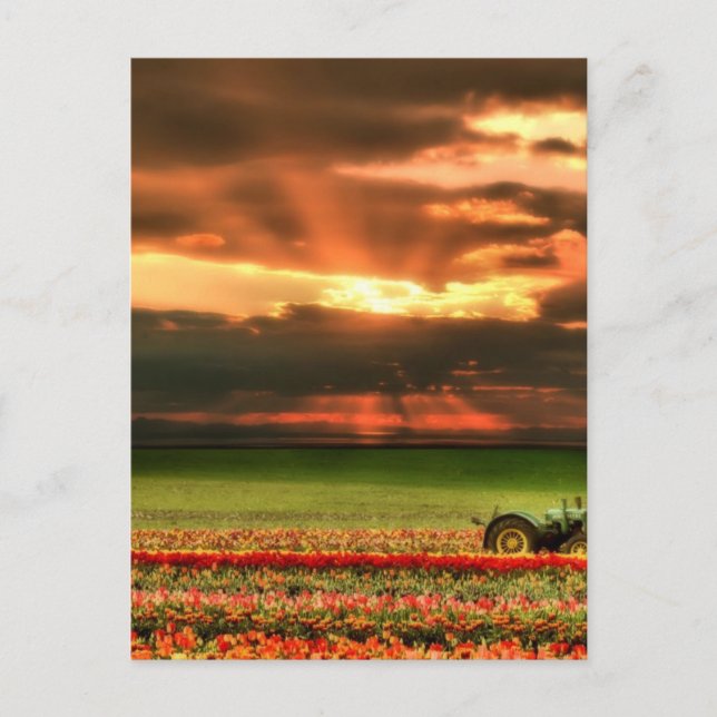 Carte Postale Tulipes Au Coucher Du Soleil (Devant)