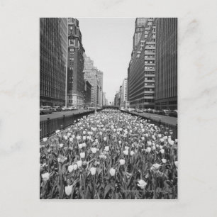 Carte Postale Tulipes au milieu de la rue de la ville