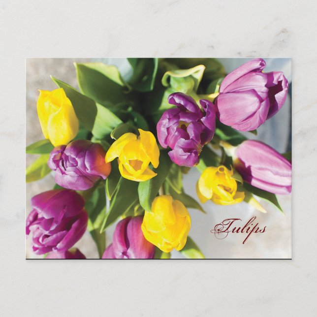 Carte Postale Tulipes au printemps (Devant)