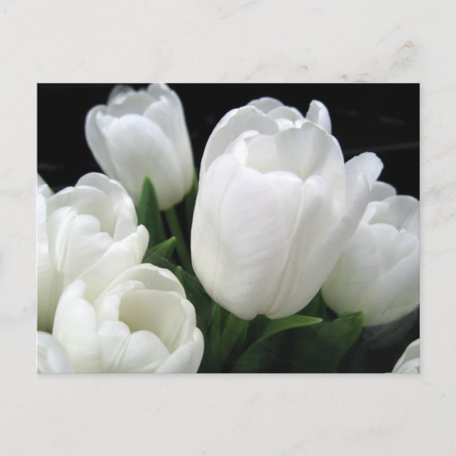 Carte Postale Tulipes blanches (Devant)
