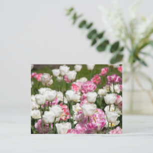 Carte Postale Tulipes blanches et roses vives par une journée en