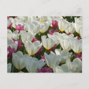 Carte postale Tulipes blanches et violettes