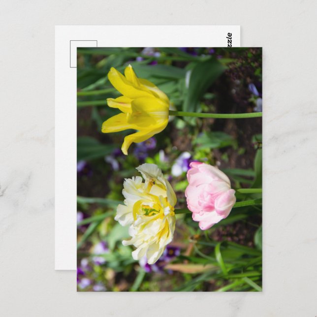 Carte Postale Tulipes blanches, roses et jaunes dans le jardin (Devant / Derrière)
