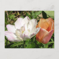 Tulipes blanches roses et orange do-it-yourself ca