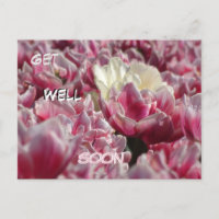 Carte postale Tulipes blanches roses motif pour un