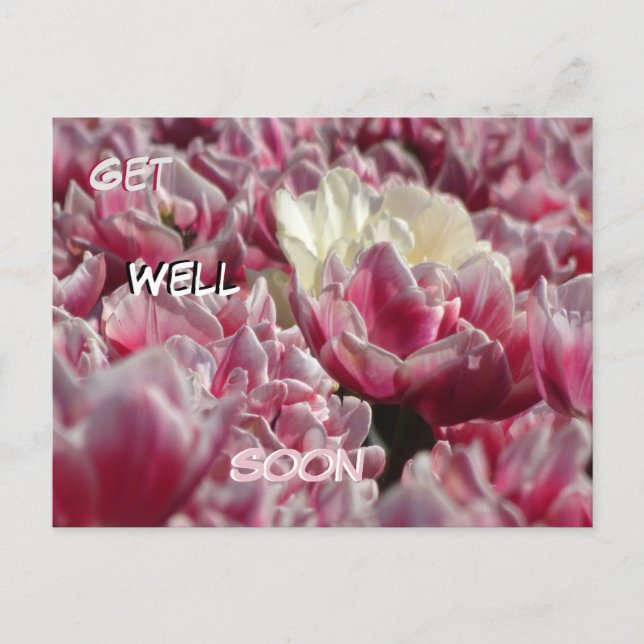 Carte postale Tulipes blanches roses motif pour un (Devant)