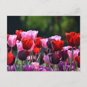 Carte postale Tulipes colorées