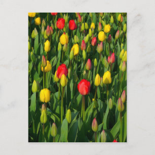 Carte Postale Tulipes colorées