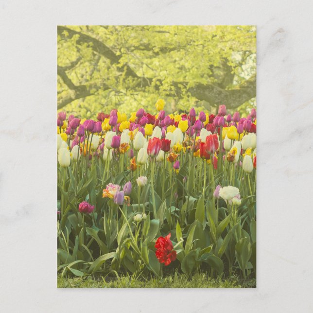Carte Postale Tulipes colorées dans un parc (Devant)