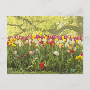 Carte Postale Tulipes colorées dans un parc 2