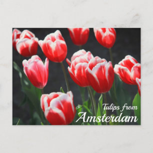 Carte Postale Tulipes d'Amsterdam