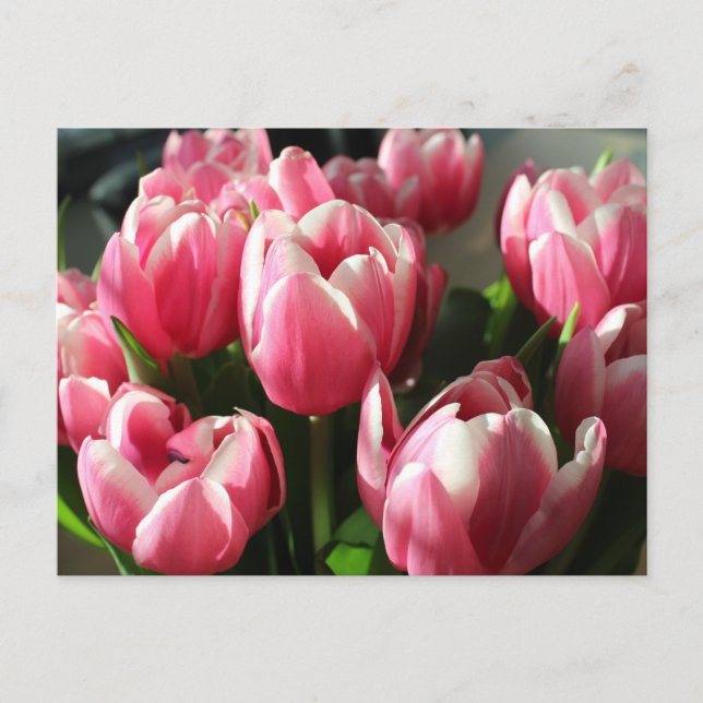 Carte Postale Tulipes d'Amsterdam 2 (Devant)