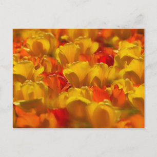 Carte Postale Tulipes dans les jardins de Keukenhof, Amsterdam, 