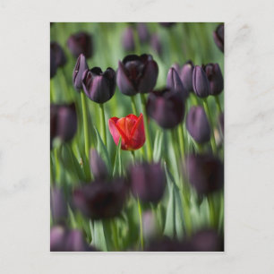 Carte Postale Tulipes dans les jardins de Keukenhof, Amsterdam,
