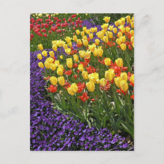 Carte Postale Tulipes dans polychrome