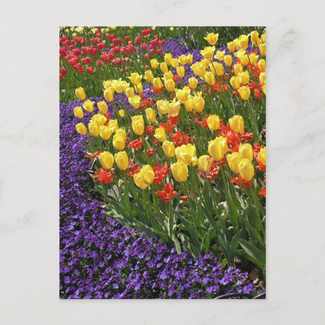 Carte Postale Tulipes dans polychrome (Devant)