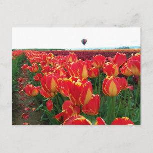 Carte Postale Tulipes de Banja Luka dans un champ avec montgolfi