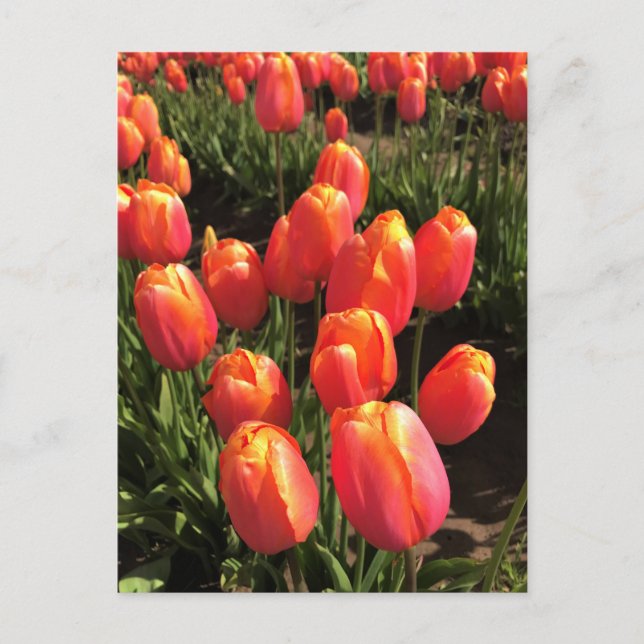 Carte Postale Tulipes de Dordogne, Oregon (Devant)