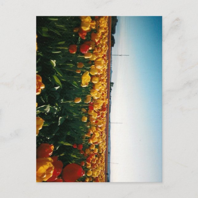 Carte Postale tulipes de la vallée de skagit (Devant)