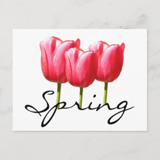 Carte Postale Tulipes de printemps