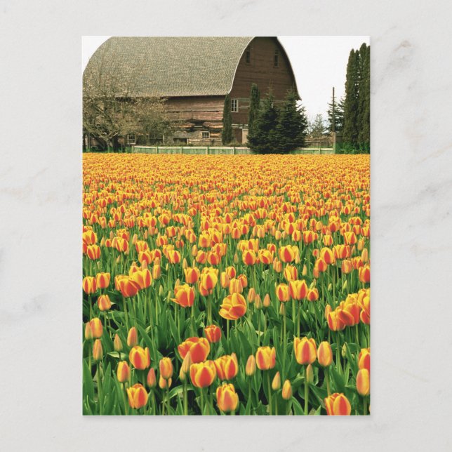 Carte Postale Tulipes de printemps en fleurs devant une vieille  (Devant)