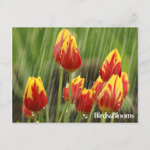 Carte Postale Tulipes de ressort