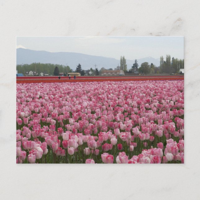 Carte Postale Tulipes de Skagit Valley rose (Devant)