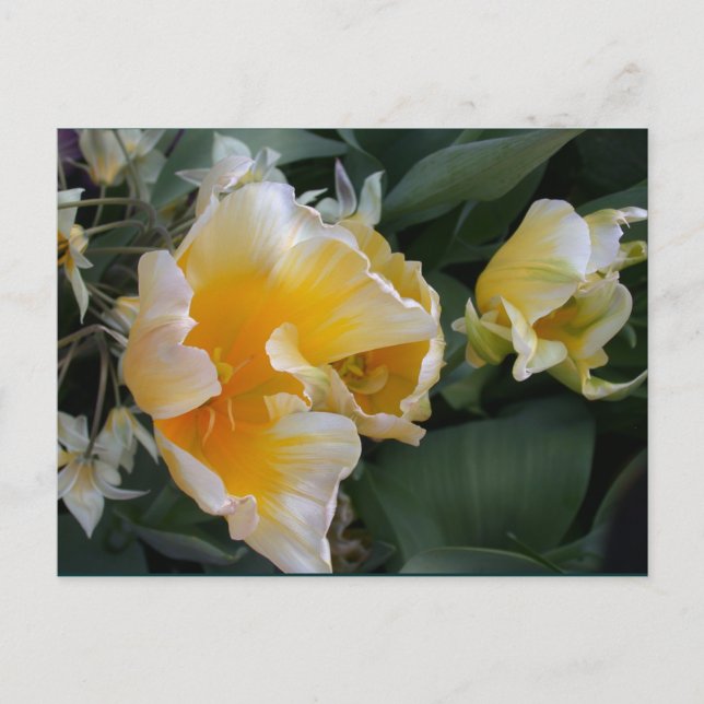 Carte Postale Tulipes d'or (Devant)
