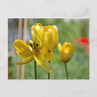 Carte Postale Tulipes en cours