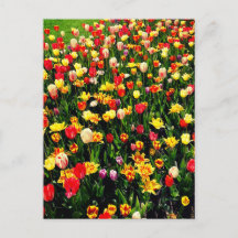 Tulipes en fleur