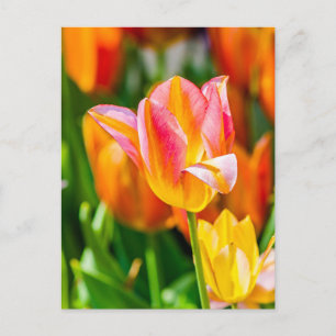 Carte Postale Tulipes Enchanter 17