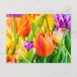 Carte Postale Tulipes Enchanteresses