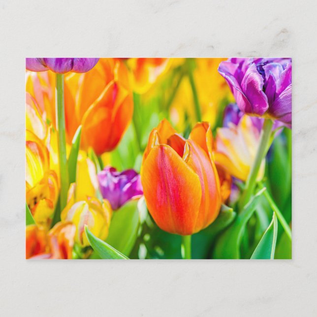Carte Postale Tulipes Enchanteresses (Devant)