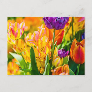 Carte Postale Tulipes Envoûtantes 01