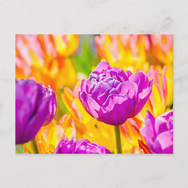 Carte Postale Tulipes Envoûtantes 12 (Devant)